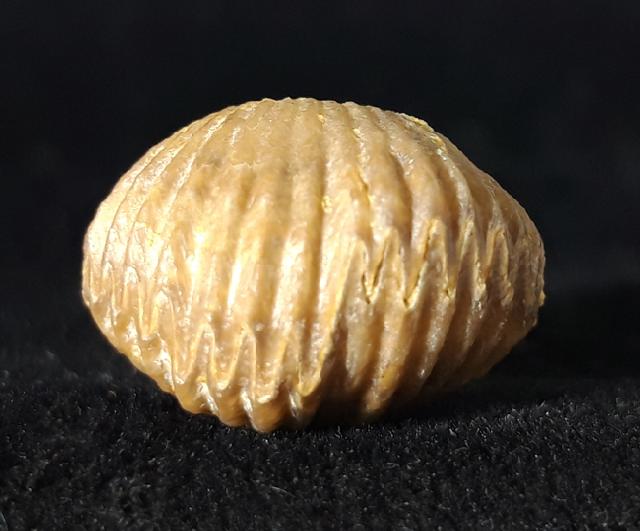 Torquirhynchia royeriana (ORBIGNY 1850) - Bild © FossNet FossilienStore